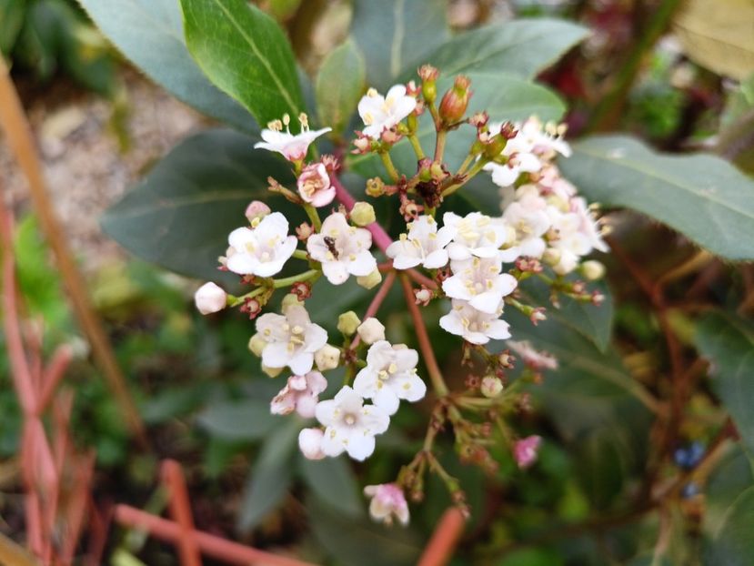  - Grădina 2025 continuare 5