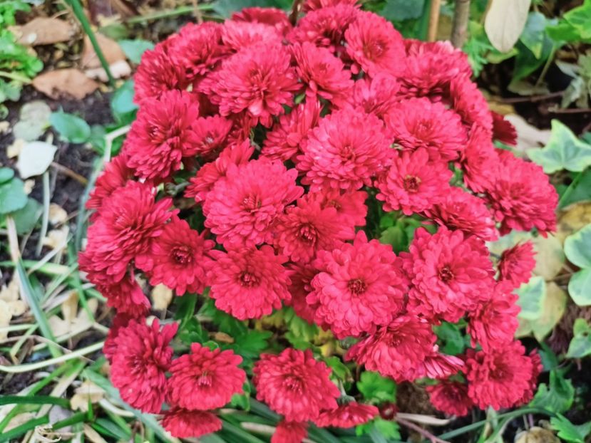  - Grădina 2025 continuare 5