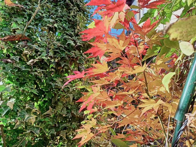  - Grădina 2025 continuare 5