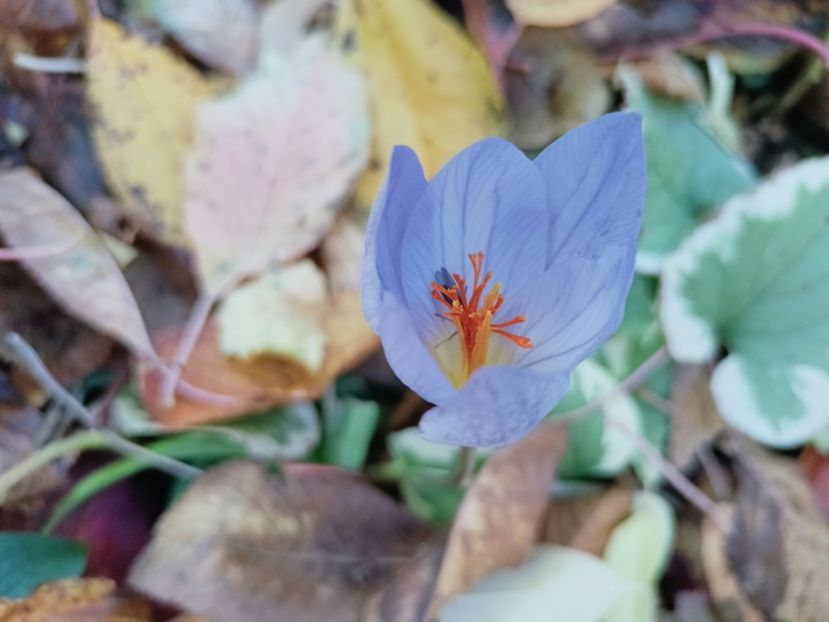  - Grădina 2025 continuare 5