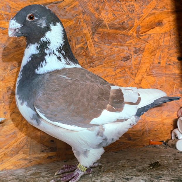 1-0/2023 - 5--- Masc AGH Matca 2025