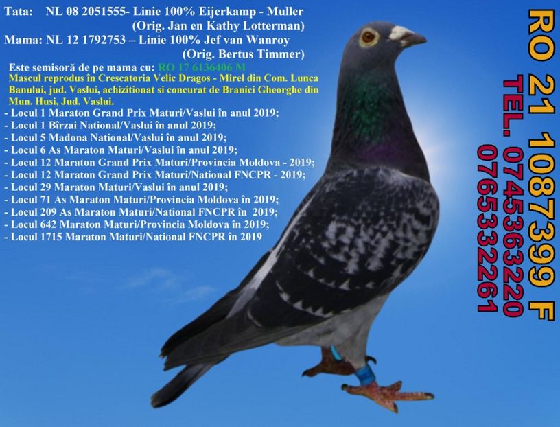 RO 21 1087399 F  Pret FIX 350 lei + transportul - 11 PORUMBEI - FEMELE - DISPONIBILE DIN ANII 2016 2017 2018 2019 2020 2021