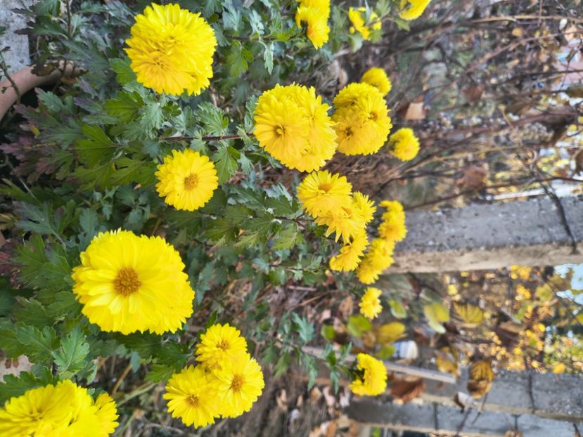  - Flori de gradină-2025