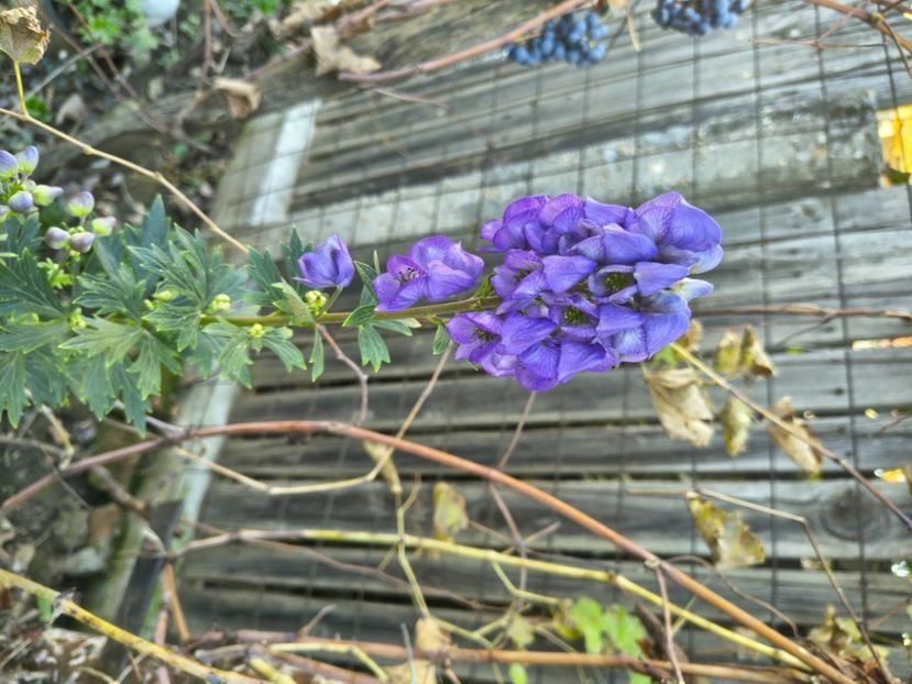  - Flori de gradină-2025