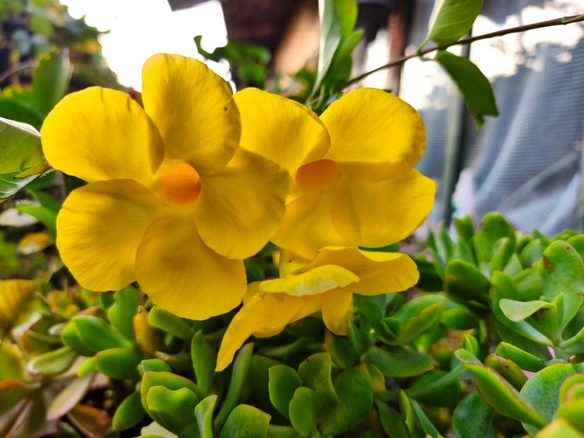  - Flori 2025 partea a doua