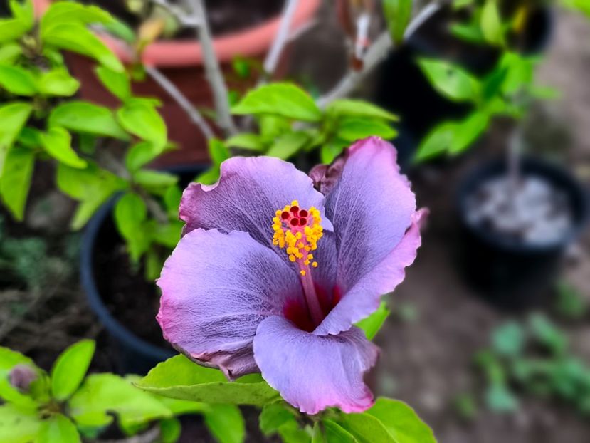  - Flori 2025 partea a doua