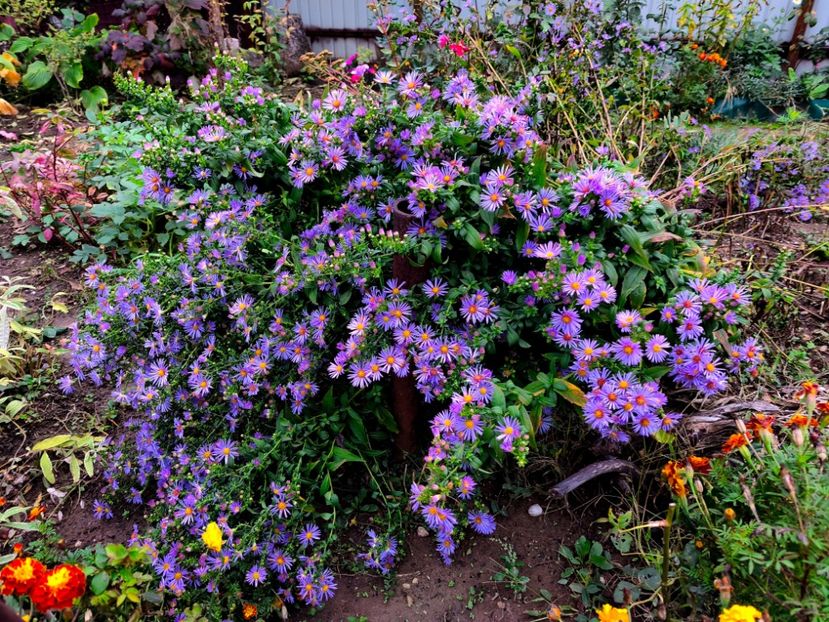  - Flori 2025 partea a doua