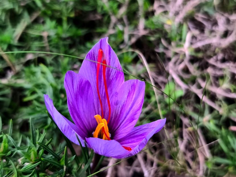  - Flori 2025 partea a doua