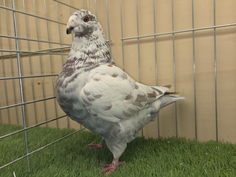 MASCUL 2025 - 27228 - REZERVAT A.S. - AGH REZERVAȚI