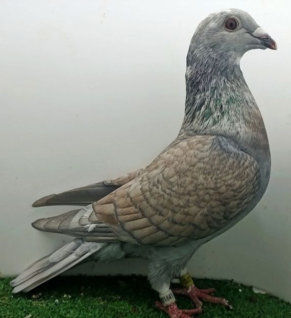  - Nu îmi aparțin 11