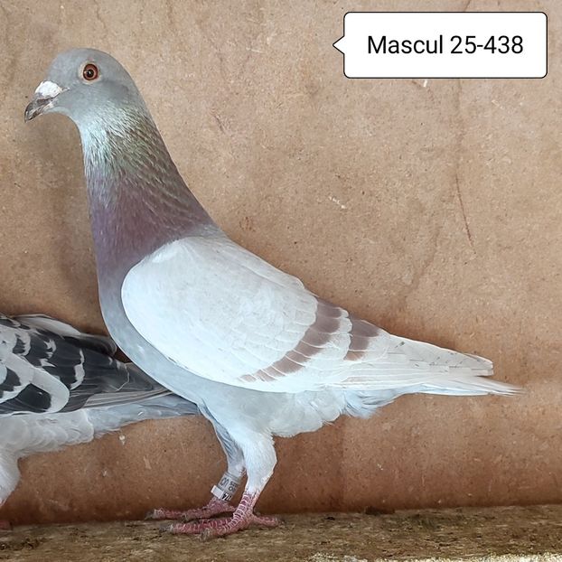 Mascul 25-438 - Porumbei vanduti