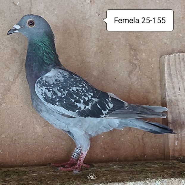 Femela 25-155....-10 lei - Porumbei vanduti