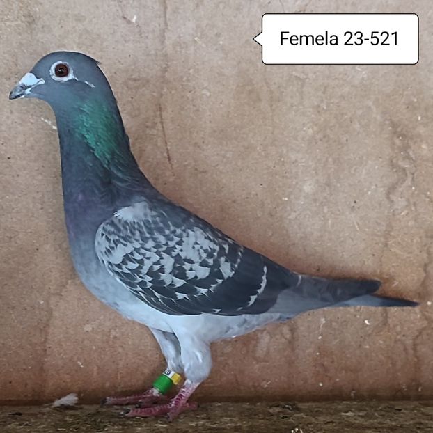 Femela 23-521....-10 lei - Porumbei vanduti