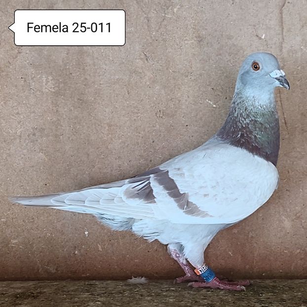 Femela 25-011 - Argintiu