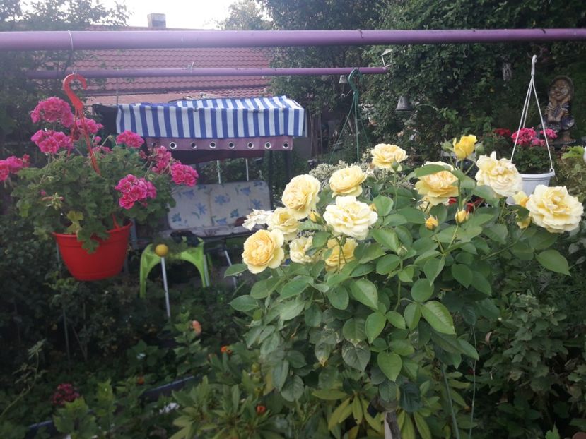  - PARTEA SAPTEA- TOAMNA-