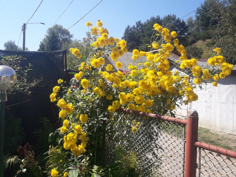  - PARTEA SAPTEA- TOAMNA-