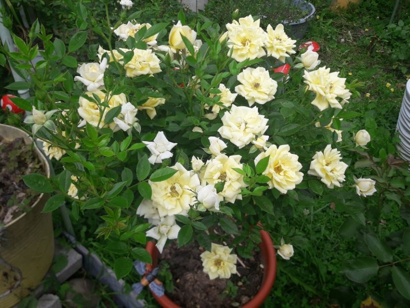  - PARTEA SAPTEA- TOAMNA-