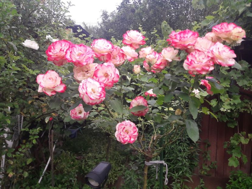  - PARTEA SAPTEA- TOAMNA-