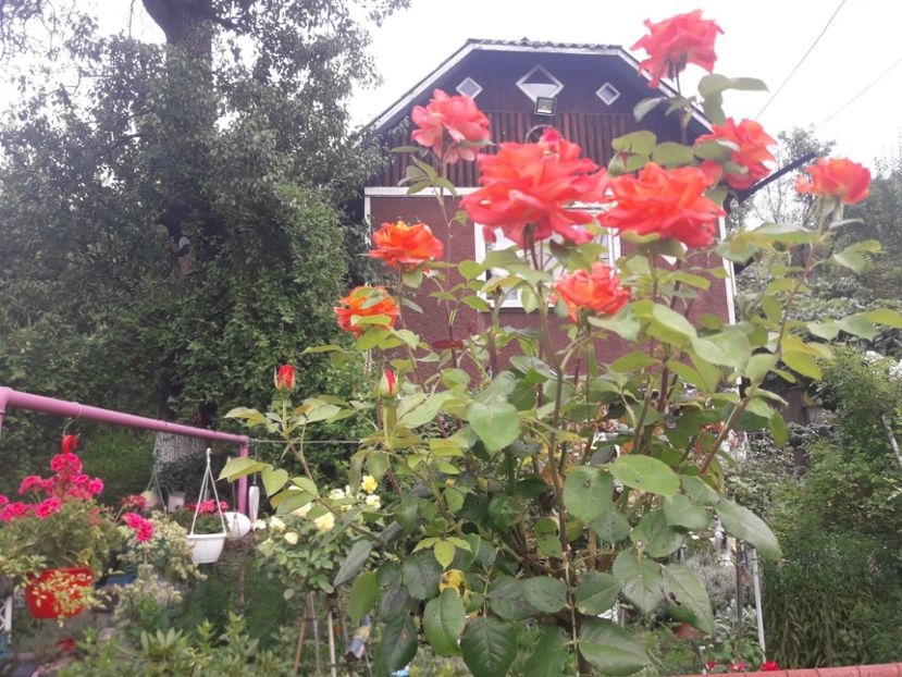  - PARTEA SAPTEA- TOAMNA-