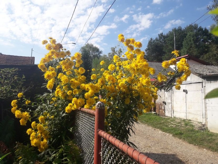  - PARTEA SAPTEA- TOAMNA-