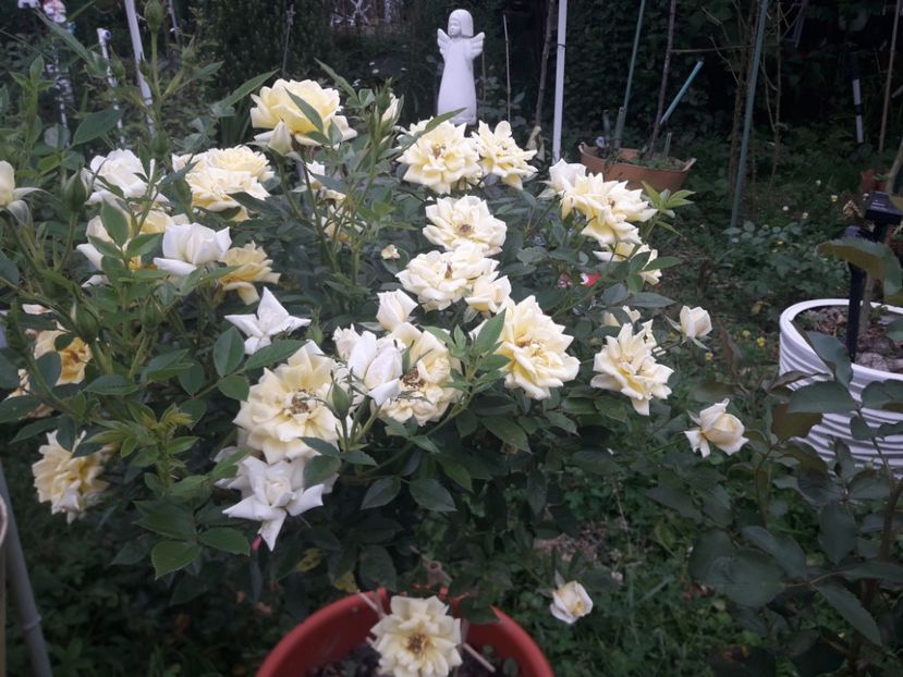  - PARTEA SAPTEA- TOAMNA-