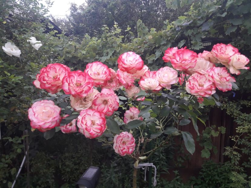  - PARTEA SAPTEA- TOAMNA-