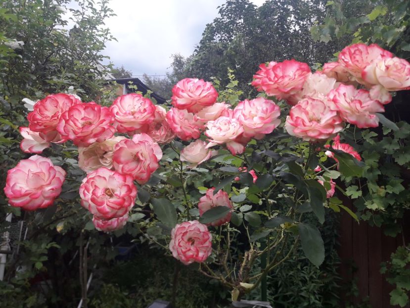  - PARTEA SAPTEA- TOAMNA-