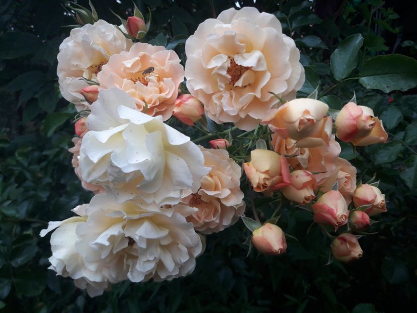  - PARTEA SAPTEA- TOAMNA-