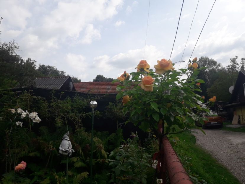  - PARTEA SAPTEA- TOAMNA-