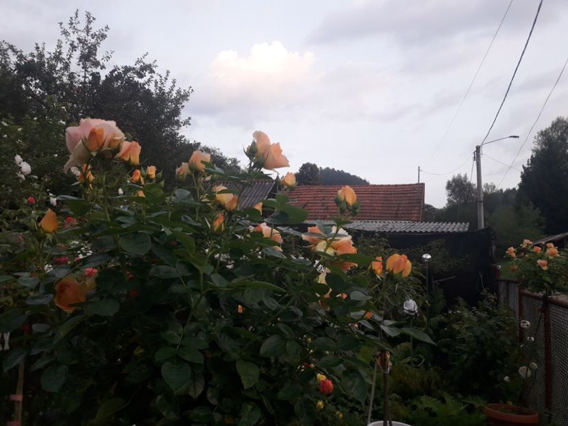  - PARTEA SAPTEA- TOAMNA-