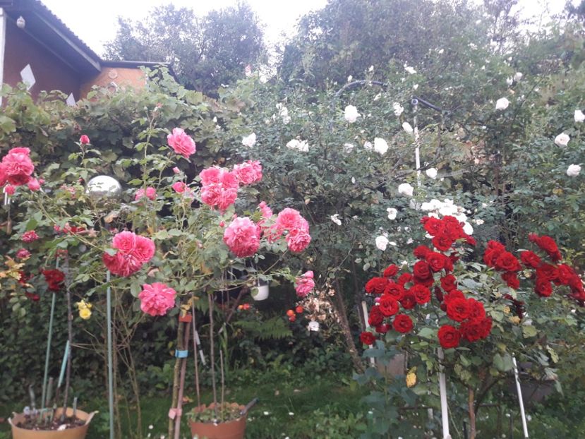  - PARTEA SAPTEA- TOAMNA-