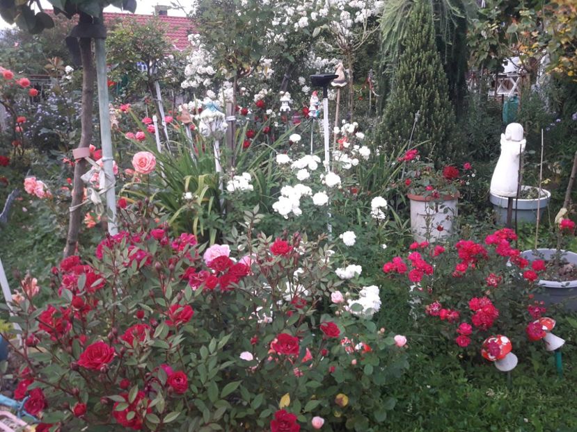  - PARTEA SAPTEA- TOAMNA-