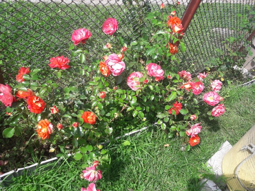  - PARTEA SAPTEA- TOAMNA-