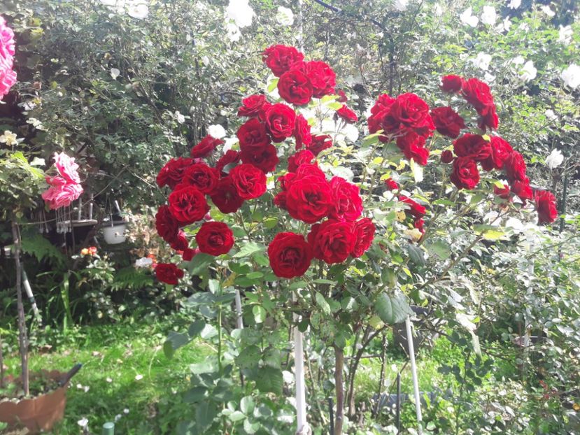 LAVAGLUT - PARTEA SAPTEA- TOAMNA-