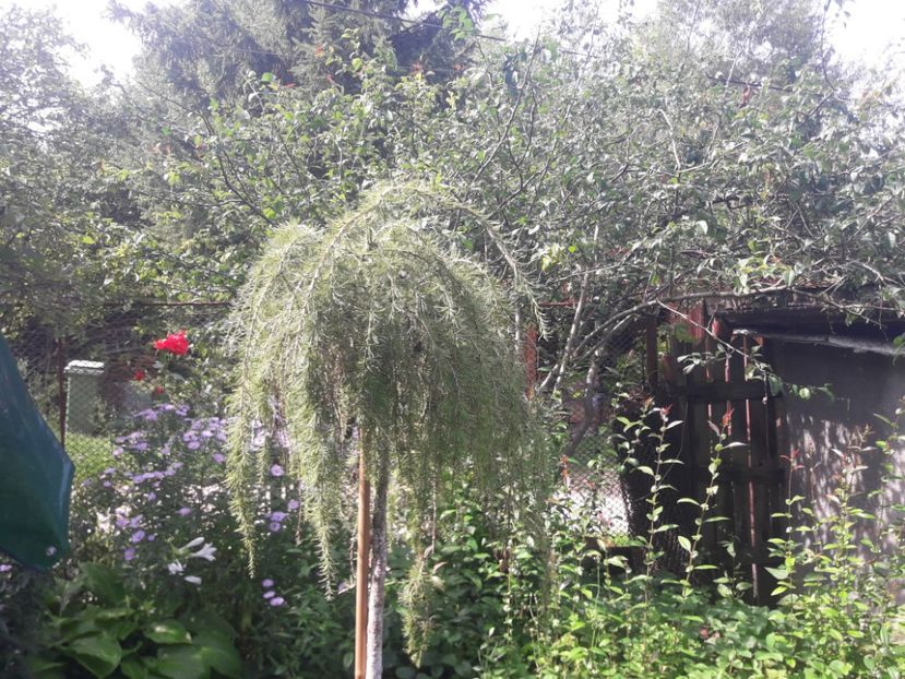  - PARTEA SAPTEA- TOAMNA-