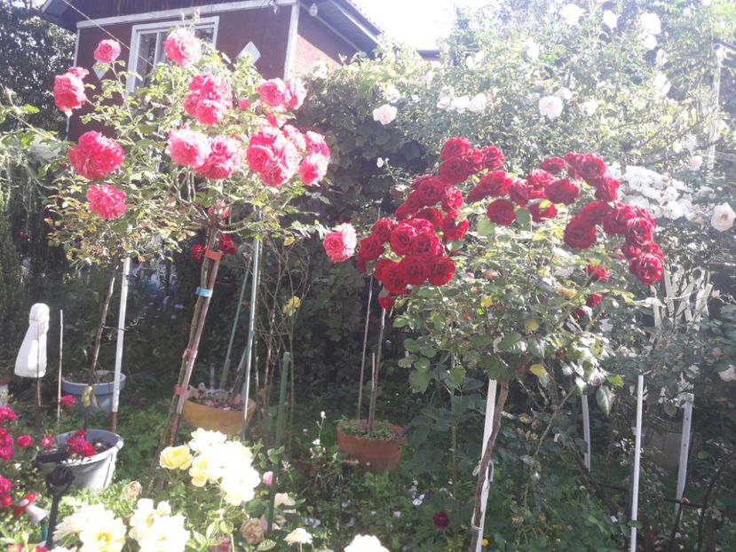  - PARTEA SAPTEA- TOAMNA-