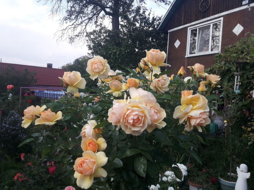  - PARTEA SAPTEA- TOAMNA-