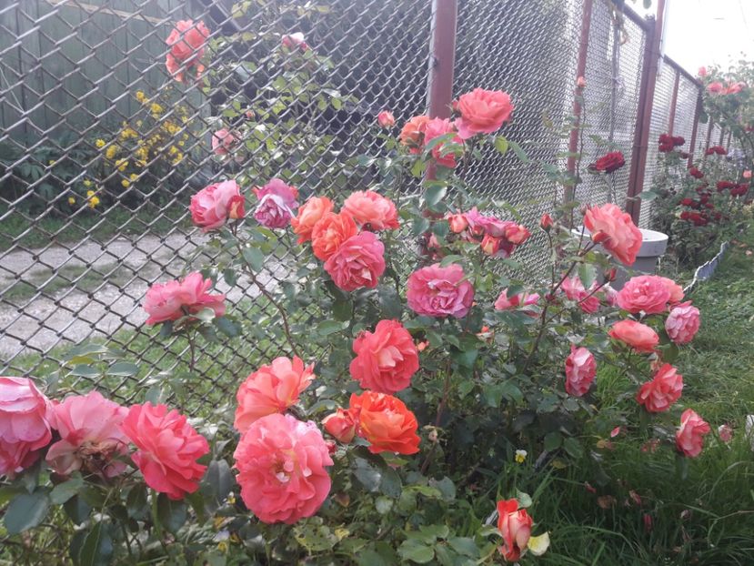  - PARTEA SAPTEA- TOAMNA-