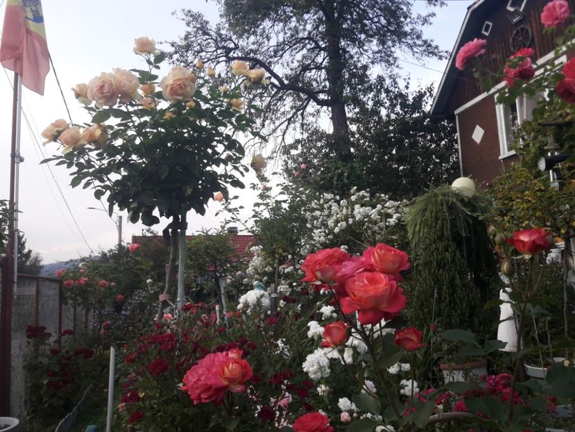  - PARTEA SAPTEA- TOAMNA-