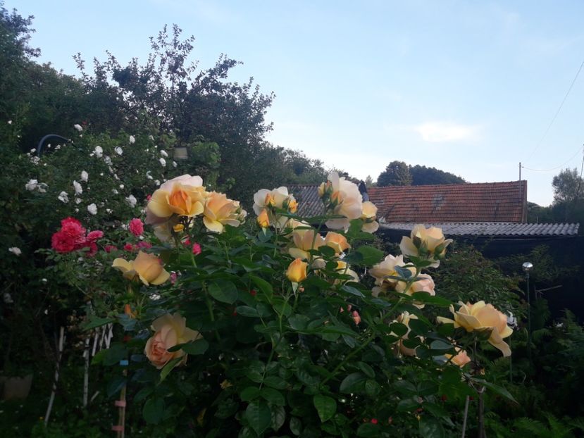  - PARTEA SAPTEA- TOAMNA-