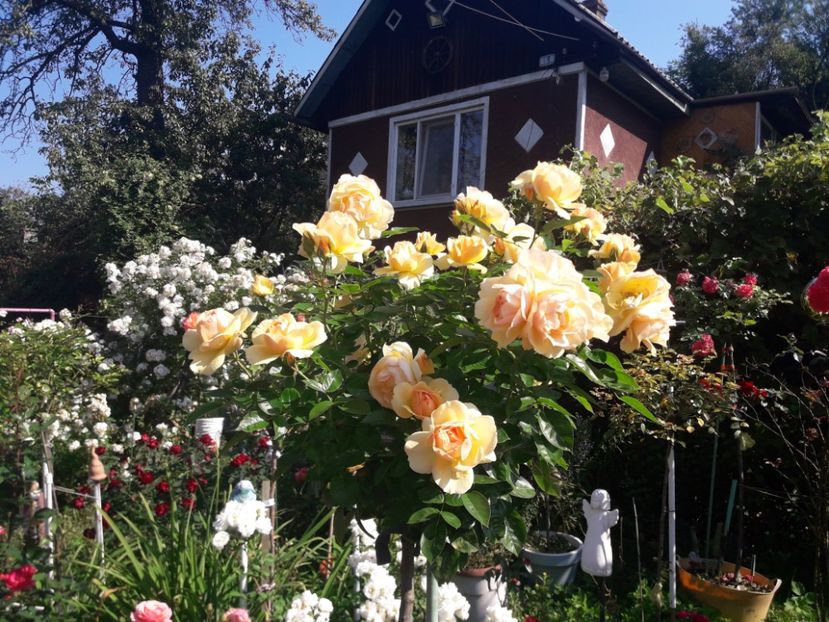  - PARTEA SAPTEA- TOAMNA-