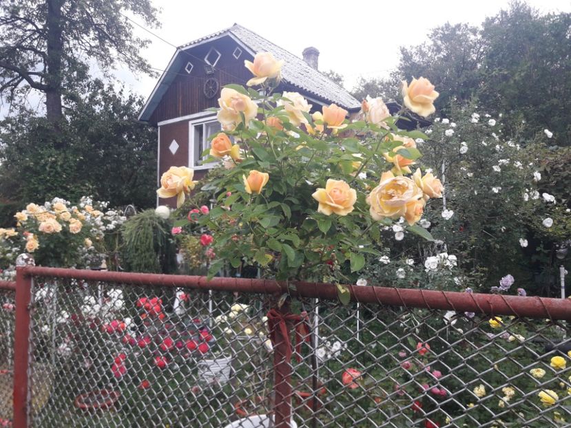  - PARTEA SAPTEA- TOAMNA-