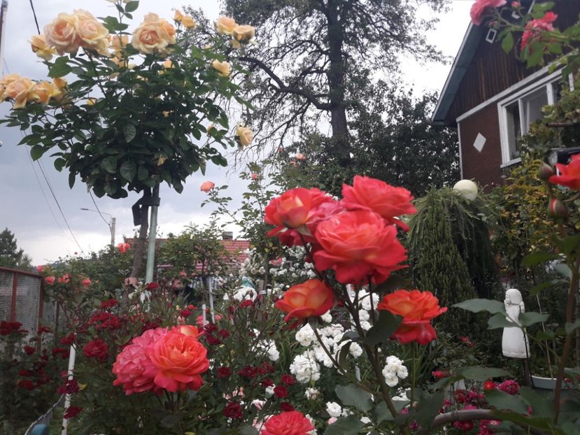  - PARTEA SAPTEA- TOAMNA-