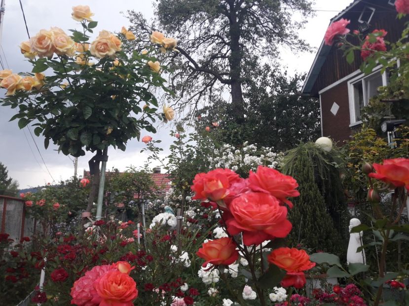  - PARTEA SAPTEA- TOAMNA-