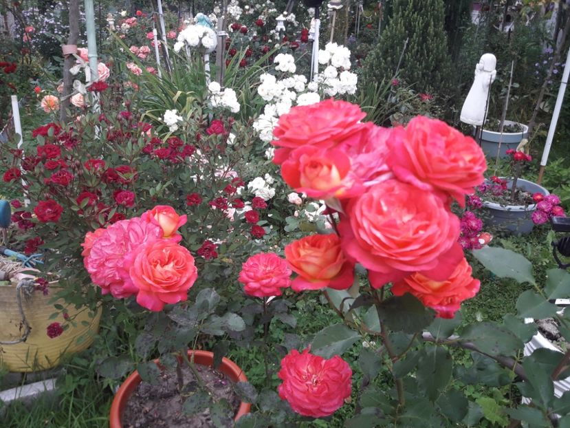  - PARTEA SAPTEA- TOAMNA-