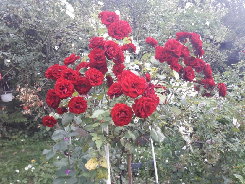  - PARTEA SAPTEA- TOAMNA-