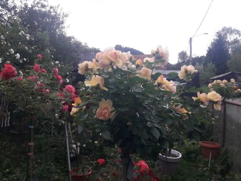  - PARTEA SAPTEA- TOAMNA-