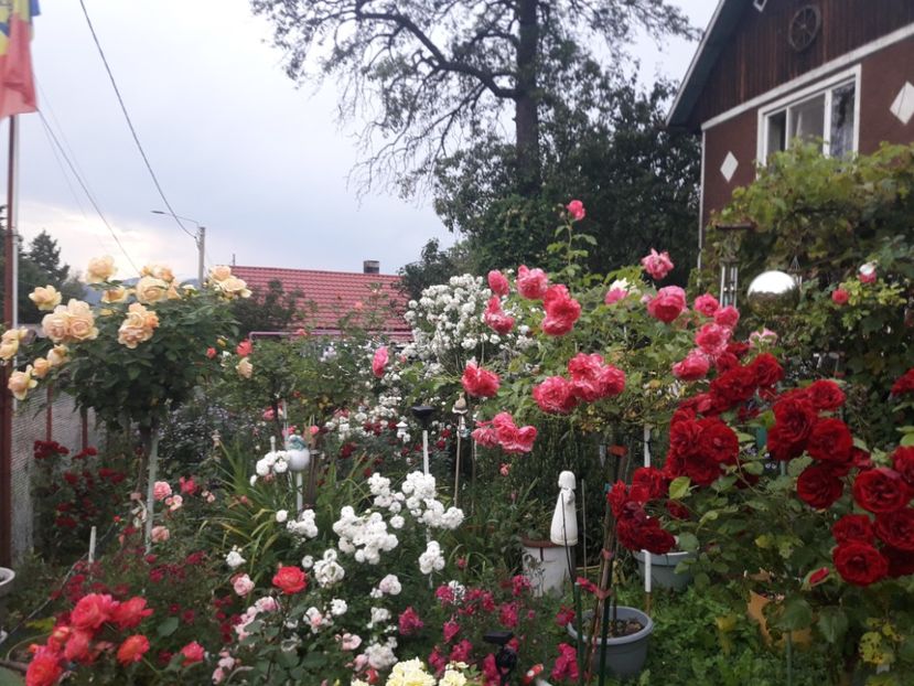  - PARTEA SAPTEA- TOAMNA-