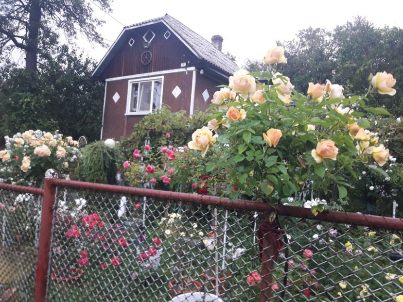  - PARTEA SAPTEA- TOAMNA-