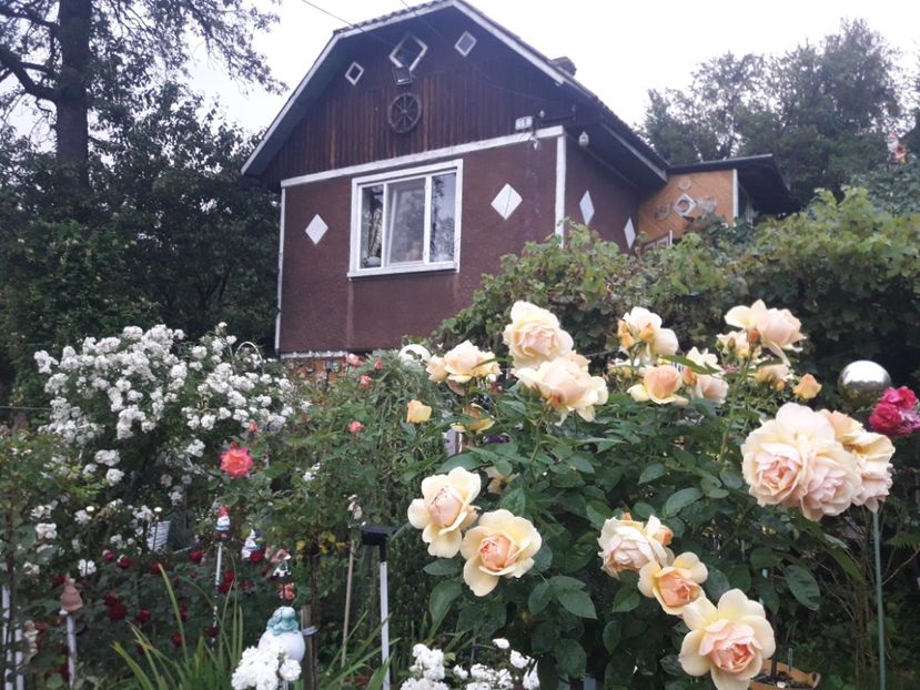  - PARTEA SAPTEA- TOAMNA-